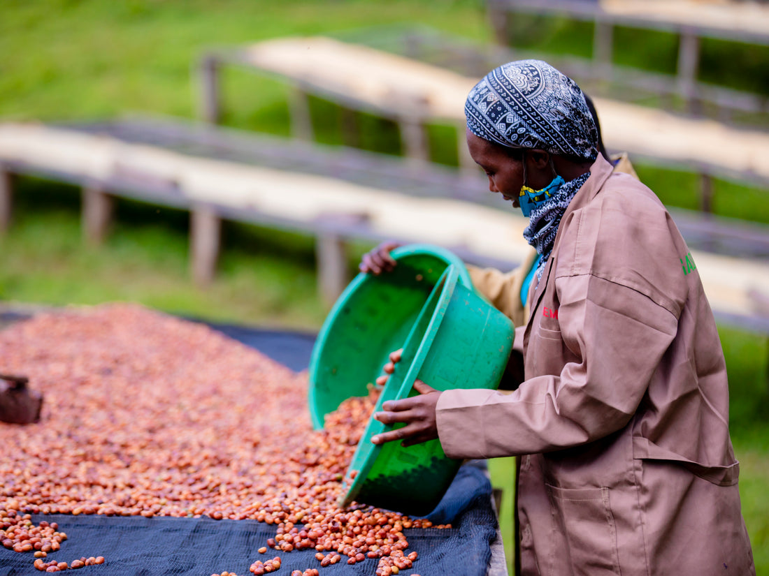 Natural Vs. Washed Coffee: What's the difference?