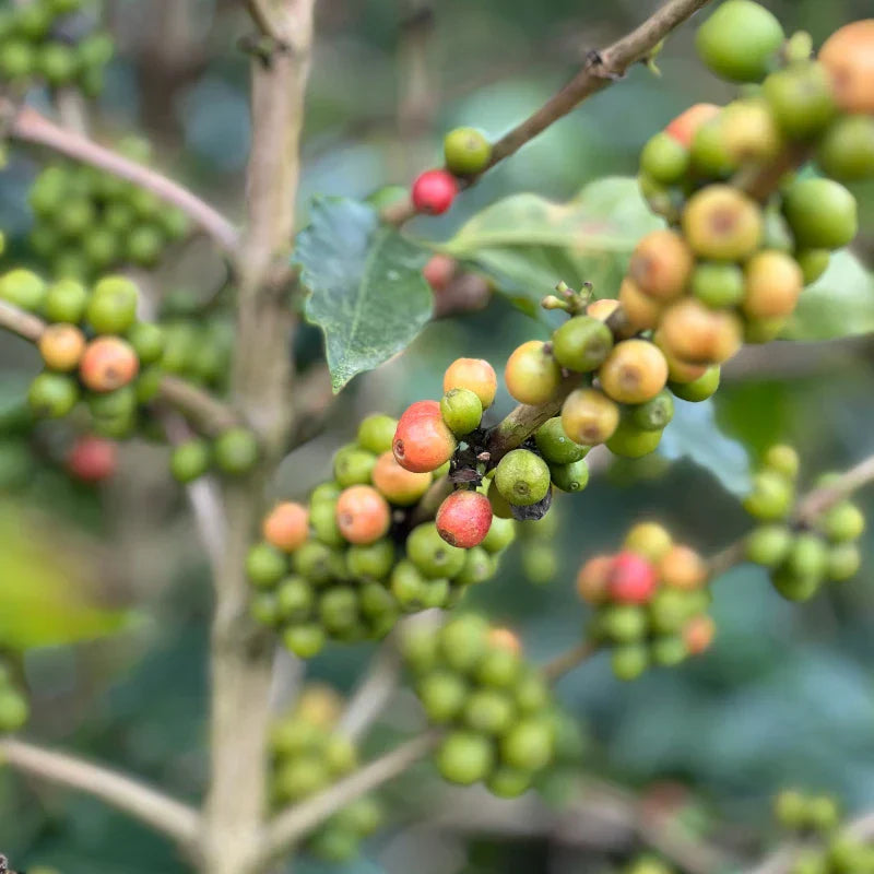 Co-Fermentation Process