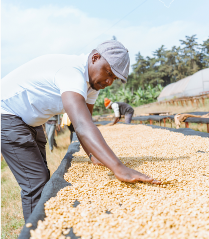 Wild Things- Wholesale