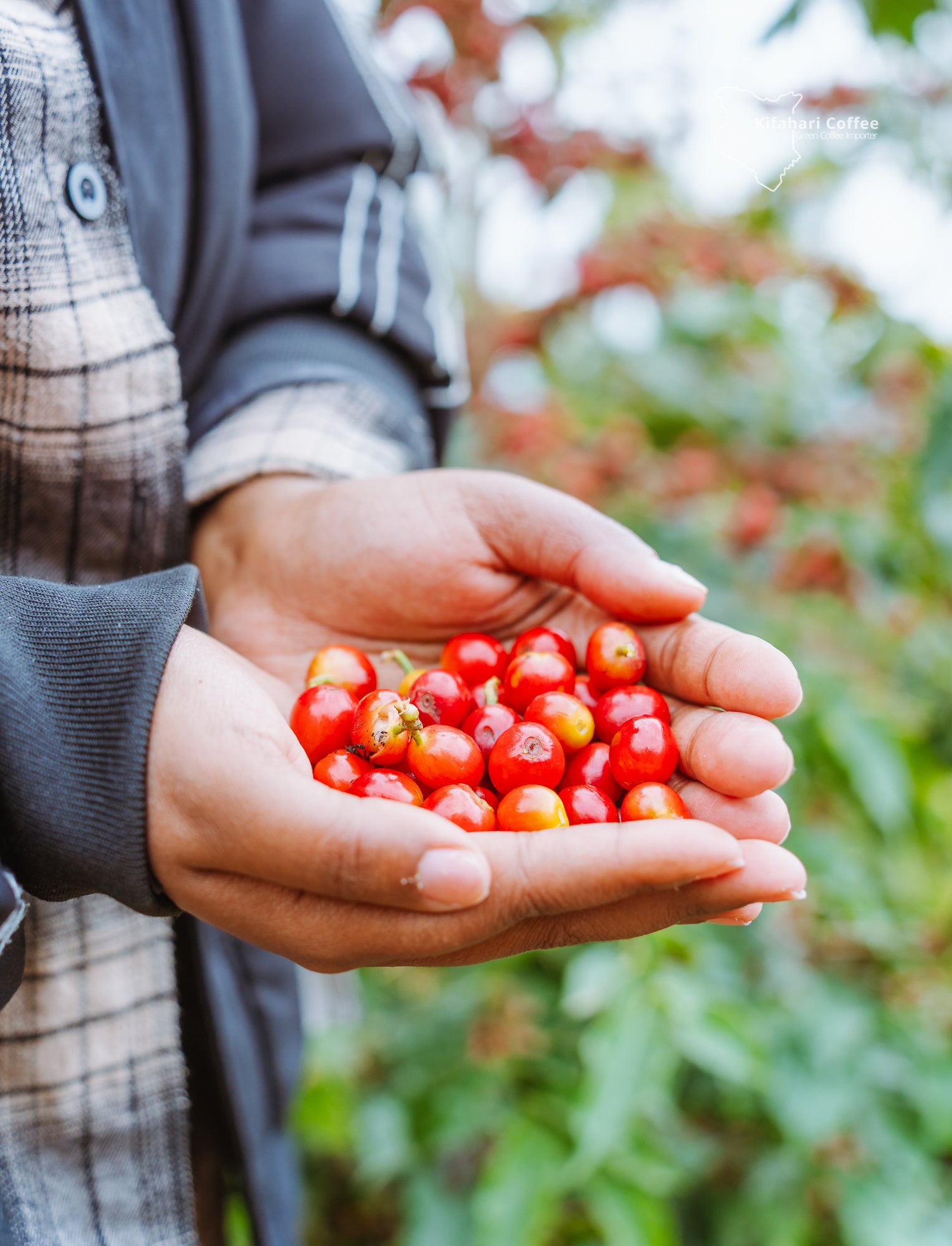 Kenya Kieni AA – Florin Coffee